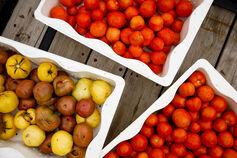 Baskets of ripe tomatoes.